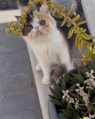 Gatti Persiani e Exotic g