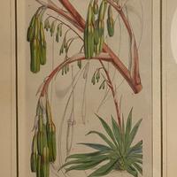 4 Stampe Botaniche Vincent Brooks Incorniciate