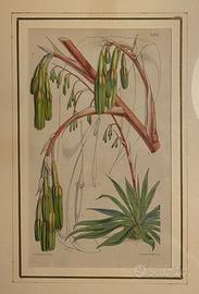 4 Stampe Botaniche Vincent Brooks Incorniciate