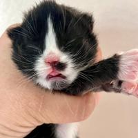 Cuccioli di gatto siberiano