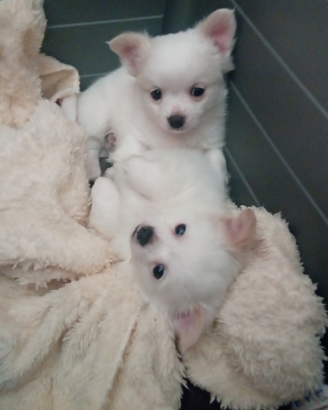 Chihuahua
