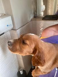 Setter irlandese cuccioli