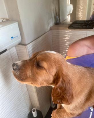 Setter irlandese cuccioli