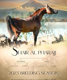 Cavalli arabi da show e non solo