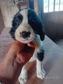 Cuccioli nati il 10 di maggio