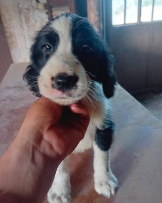Cuccioli nati il 10 di maggio