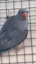 Parrocchetti dal collare