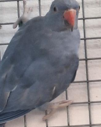 Parrocchetti dal collare