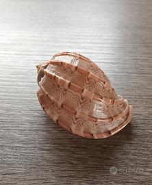 Conchiglia vuota