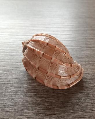 Conchiglia vuota