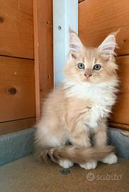 Maschietto Maine coon