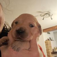 Cuccioli Golden retriever