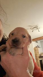 Cuccioli Golden retriever