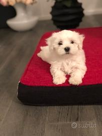 Cuccioli di Maltese taglia piccola