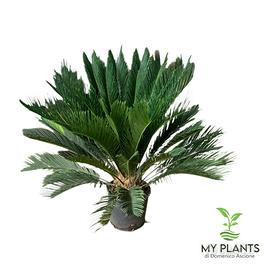 Cycas extra