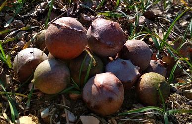 noci di galla di quercia
