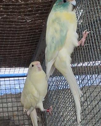 Pappagalli kakariki