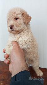 Cuccioli Lagotto romagnolo
