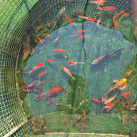 Carpe koi