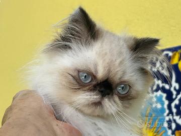Gattino persiano
