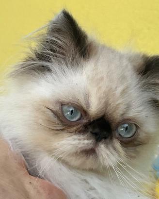Gattino persiano