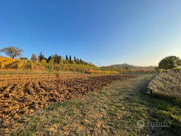 Terreno e vigneto - collina modenese