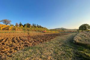 Terreno e vigneto - collina modenese
