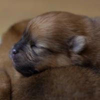 Spitz pomerania femmina