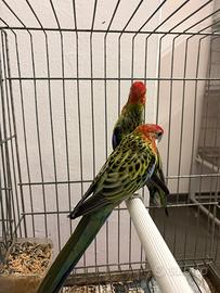 Coppia rosella