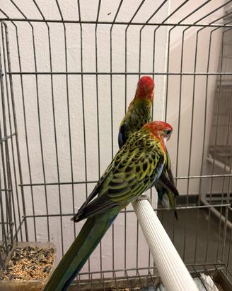 Coppia rosella