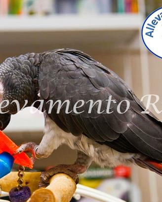 Pappagallo Cenerino timneh (coda aceto)