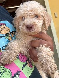 Lagotto romagnolo