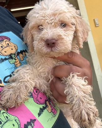 Lagotto romagnolo