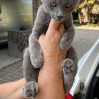 Cuccioli di Certosino