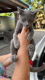 Cuccioli di Certosino