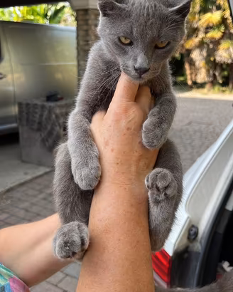 Cuccioli di Certosino