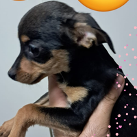 Meticcio chihuahua Pinscher 200