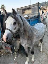 Pony welsh