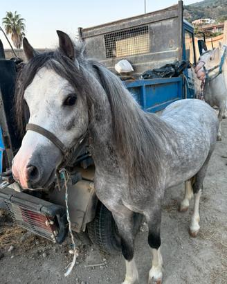 Pony welsh