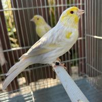 Canarini satine giallo mosaico