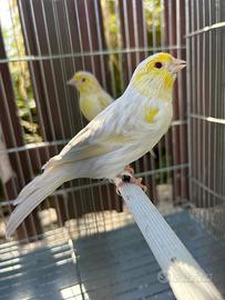 Canarini satine giallo mosaico