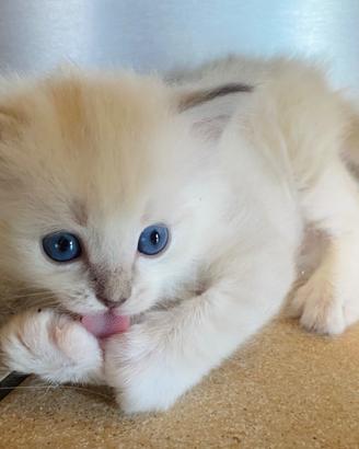 Cucciola Ragdoll