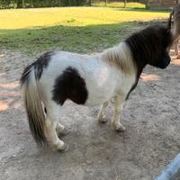 Pony Shetland
