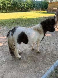 Pony Shetland