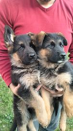 Cuccioli di Pastore Tedesco