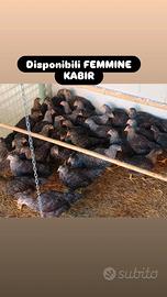 Galline ornamentali