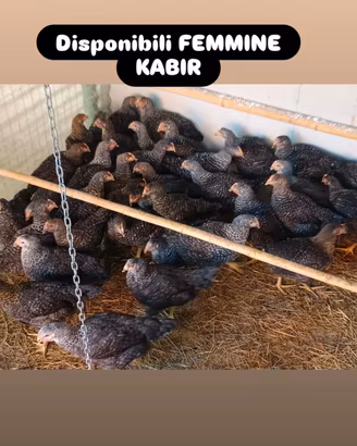 Galline ornamentali