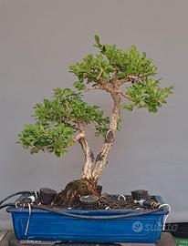 🌿 Bonsai di Bosso 🌿
