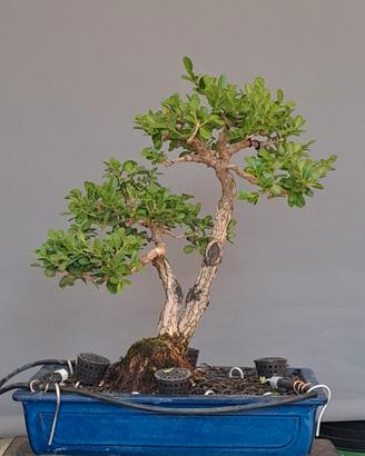 🌿 Bonsai di Bosso 🌿