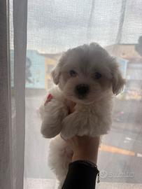 Cucciola maltese toy